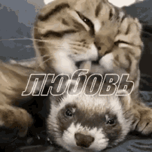 ferret polecat animal cat cute