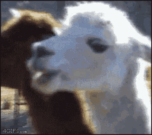 animals goat smile chew
