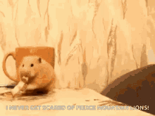 Hamster Mouse GIF - Hamster Mouse Cat GIFs