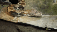 Sticking Tongue Out National Geographic GIF - Sticking Tongue Out National Geographic Feeding A Reticulated Python GIFs