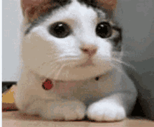 Oh No Cute GIF - Oh No Cute Cat GIFs