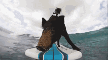 Surf GIF - Pigs Surf Surfing GIFs