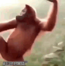 gorilla dance