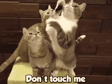 Cats Dont GIF - Cats Dont Touch GIFs