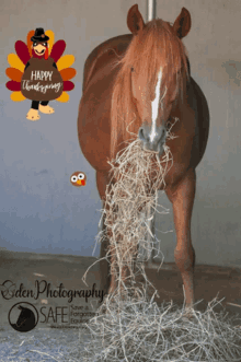 saveaforgottenequine safe horse thanksgiving gobble saveaforgottenequine safe horse thanksgiving gobble