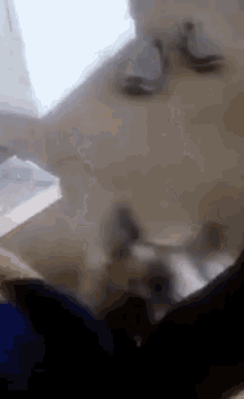 Dogs Standing GIF - Dogs Standing Funny GIFs