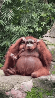 Orangutan Sunglasses GIF - Orangutan Sunglasses Monkey GIFs