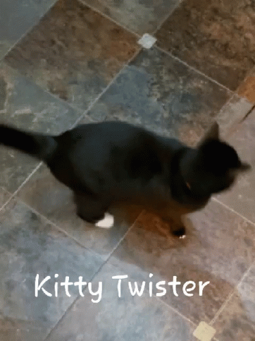 kitty-twister.gif