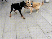 Capoeira Dog Fight GIF - Capoeira Dog Fight Dogs GIFs