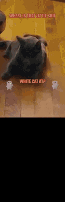 Meme Cat Whitecat GIF - Meme Cat Whitecat Moke Moke GIFs