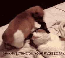 Cats Dogs GIF - Cats Dogs Sit GIFs
