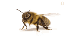 Drones National Honey Bee Day GIF - Drones National Honey Bee Day How Do Honeybees Get Their Jobs GIFs