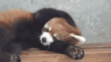 Red Panda Shy GIF - Red Panda Shy Irritated GIFs