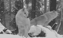 Wolves Howl GIF - Wolves Howl Winter GIFs
