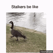 Swan Stalking GIF - Swan Stalking Stalker GIFs