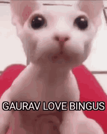 gaurav bingus gaurav loves bingus gaurav love bingus