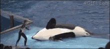 Whale Orca GIF - Whale Orca Show GIFs