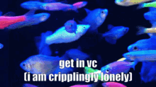Get In Vc Vc Fish GIF - Get In Vc Vc Fish I Am Cripplingly Lonely GIFs