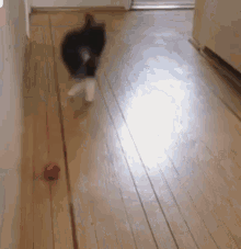 Cat Ball GIF - Cat Ball Jumping GIFs