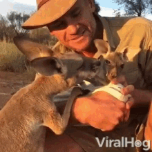 mothering caring baby kangaroo joey