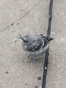 Bird Angry Bird GIF - Bird Angry Bird GIFs
