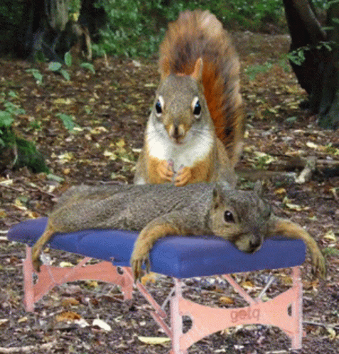 massage-squirrel.gif