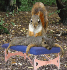massage squirrel cute