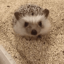 hedgehog sleepy pet cute