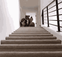 Pitbull Puppy GIF - Pitbull Puppy Going Downstairs GIFs