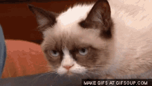 Grumpy Cat GIF - Grumpy Cat GIFs