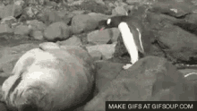 Penguin Seal GIF - Penguin Seal Annoyed GIFs