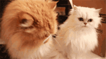 Fight Cat GIF - Fight Cat Cats GIFs