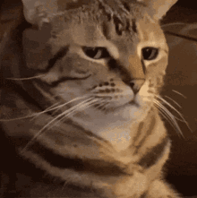 Cat Looking At You GIF - Cat Looking At You Zoom GIFs