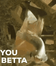 You Betta Betta Fish GIF - You Betta Betta Fish You Better GIFs