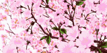 Sakura Poème GIF - Sakura Poème GIFs