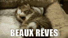 Beaux Rêves GIF - Kitten Beaux Reves Sleep GIFs