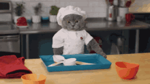 catdetti chef cat catchef cat kitchen cat in hat