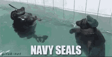 Navy Seals GIF - Navy Navy Seals Seal GIFs