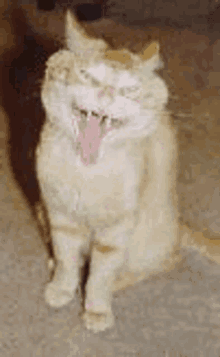 Cat Crazy Cat GIF - Cat Crazy Cat Cat Tongue GIFs