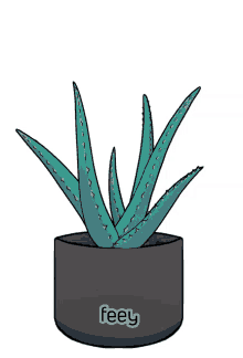 vera aloe