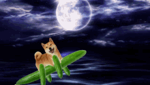 cuca doge cucumber doge dogecoin to the moon moon cuca doge cucumber doge dogecoin to the moon moon