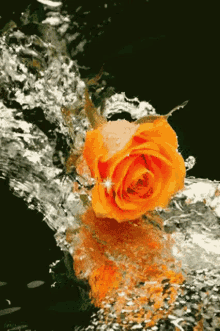rose orange rose water flowing flower