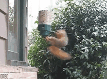 Party Going Nuts GIF - Party Going Nuts Squirrel GIFs