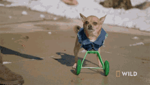 What Is That Turbo Roo GIF - What Is That Turbo Roo National Geographic GIFs