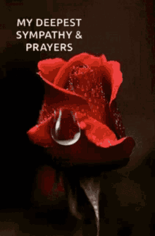 Deepest Sympathy And Prayers Rose GIF - Deepest Sympathy And Prayers Prayer Sympathy GIFs