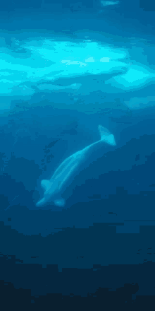 mad whale hello there