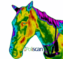 poliscan poliscan brasil termografia thermal horse horse head