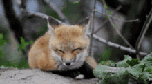 fox cute adorable sleepy