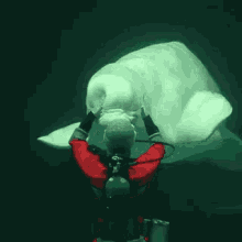 Beluga Squish GIF - Beluga Squish Head GIFs