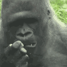 Tusareve Monkey GIF - Tusareve Monkey Gorilla GIFs